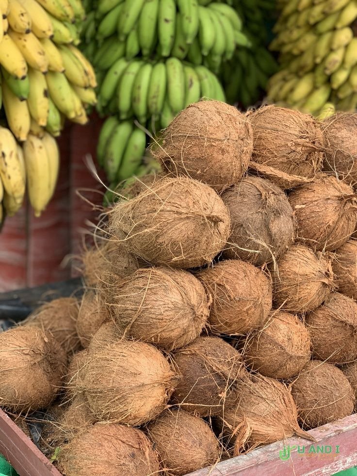 Coconut Husk / Semi-Husked Coconut