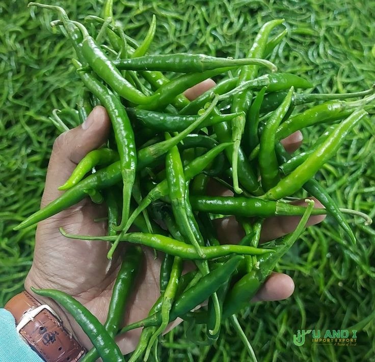 Vibrant Green Chilies
