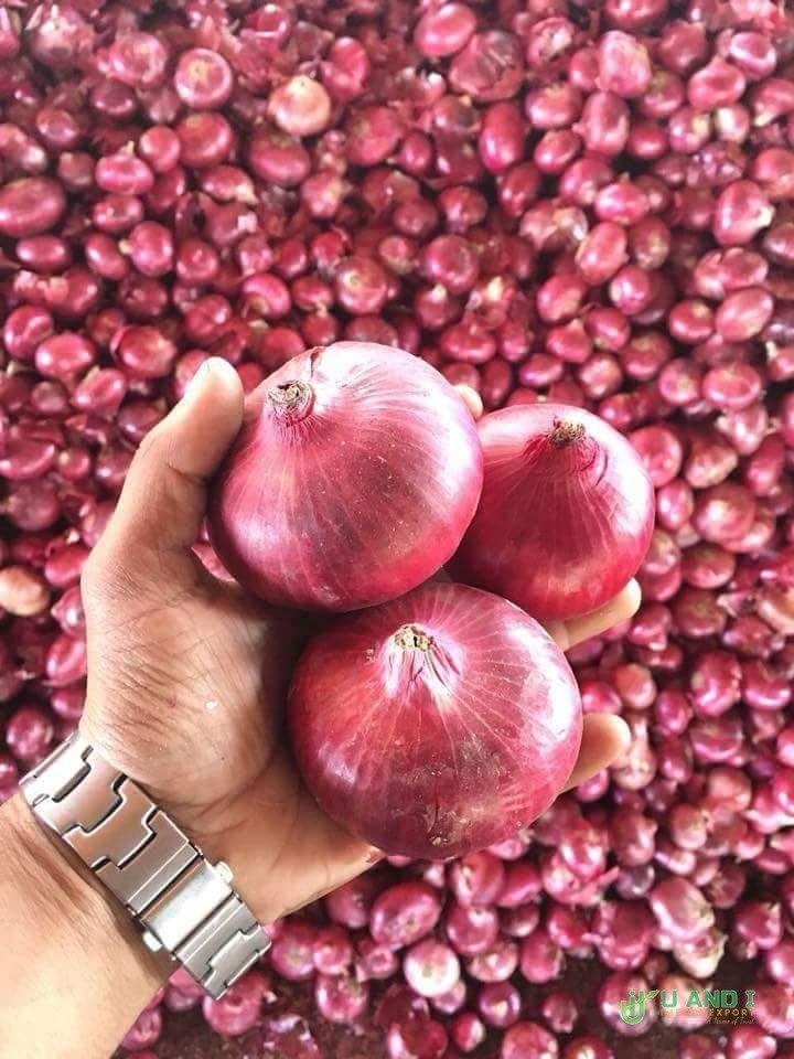 Premium Red Onions